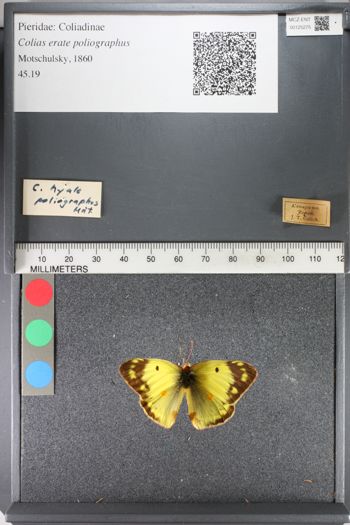 Media type: image;   Entomology 125275